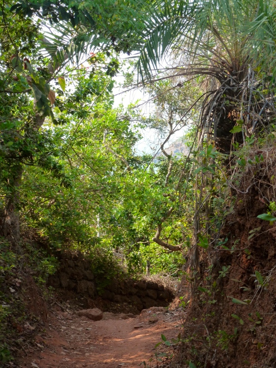 Trail from the yoga farm to the beach